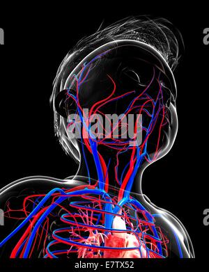 Human cardiovascular system, computer artwork. Stock Photo