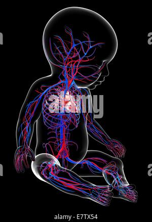 Baby's cardiovascular system, computer artwork. Stock Photo