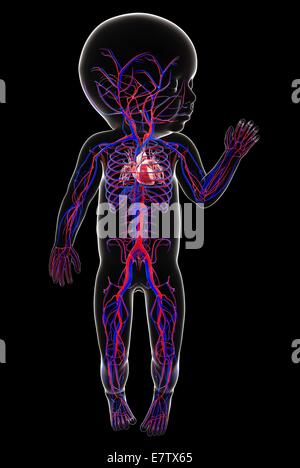 Baby's cardiovascular system, computer artwork. Stock Photo