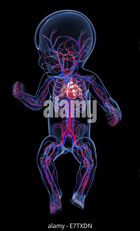 Baby's cardiovascular system, computer artwork. Stock Photo