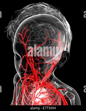 Human vascular system, computer artwork. Stock Photo