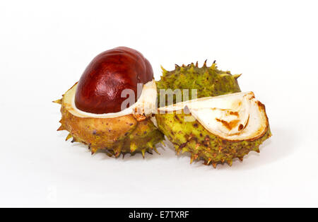 Chestnut burr split open, showing a fresh conker Stock Photo