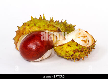 Chestnut burr split open, showing a fresh conker Stock Photo