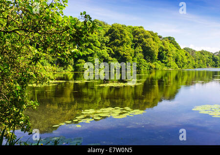 Lilies in the Swan Pond in the grounds of Culzean Castle in Ayrshire, Scotland Stock Photo