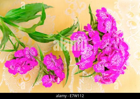 Beautiful bright pink flowers of a carnation. Are presented by a close up on a table against a silk cloth. Stock Photo