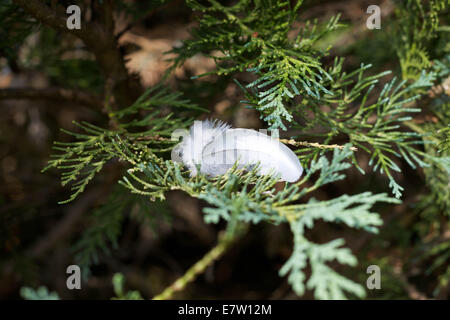 Feather in the trees. Stock Photo