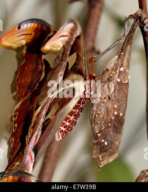 Giant Atlas moth (Attacus atlas) close-up, clinging to its pupa or chrysalis, covered in eggs Stock Photo