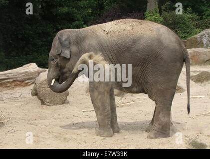 Young bull Asian elephant (Elephas maximus)  sand-bath, spraying sand over his body with his trunk Stock Photo