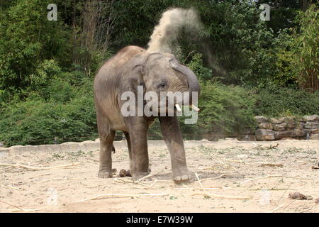 Young bull Asian elephant (Elephas maximus)  sand-bath, spraying sand over his body with his trunk Stock Photo