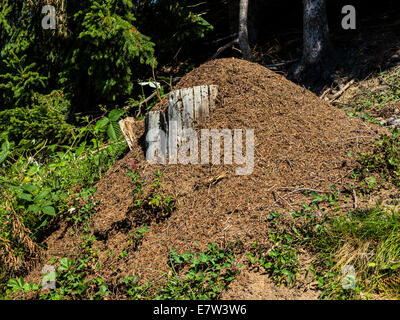 A wood ants nest (Formica rufa) built in a typical position, against a rotting stump where the sun can shine on it. Stock Photo