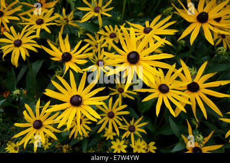 Rudbeckia fulgida (var. sullivantii 'Goldsturm') Stock Photo