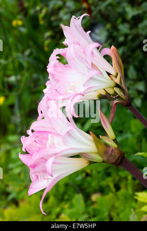 Light pink flowers of Amaryllis belladonna brighten an early autumn garden Stock Photo
