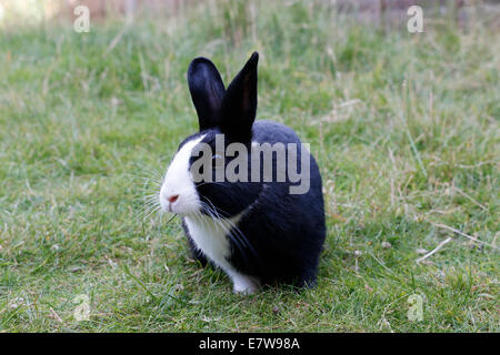 Black pet rabbit with cute white nose Stock Photo