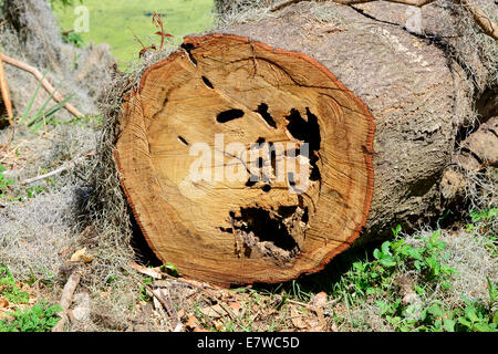 Termite damaged tree Stock Photo