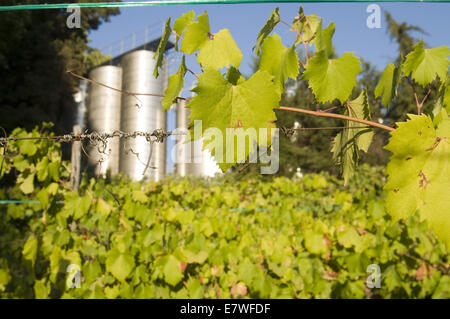 Quinta da Pacheca, Douro Region, Portugal Stock Photo