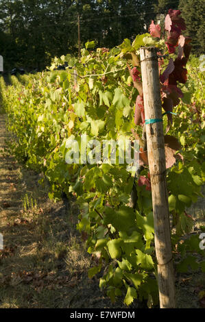 Quinta da Pacheca, Douro Region, Portugal Stock Photo