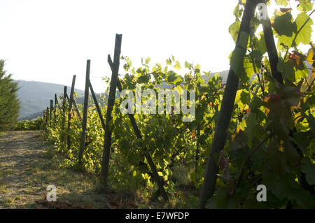 Quinta da Pacheca, Douro Region, Portugal Stock Photo