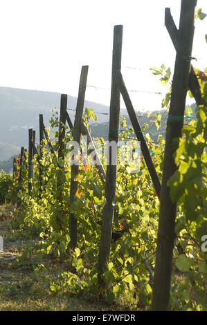 Quinta da Pacheca, Douro Region, Portugal Stock Photo