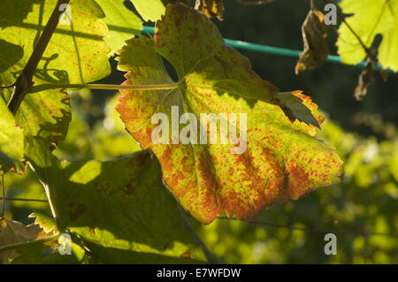 Quinta da Pacheca, Douro Region, Portugal Stock Photo