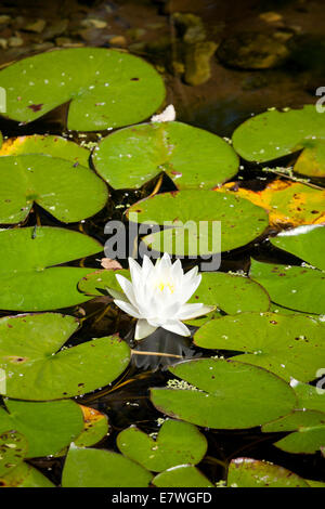 American White Water Lily (Nymphaea odorata) - USA Stock Photo