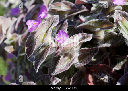 White Velvet plant, aka White Gossamer Plant, Hairy Wandering Jew, Cobweb Spiderwort (Tradescantia sillamontana) - USA Stock Photo