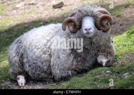 Close Up of a Dorset Ram Stock Photo