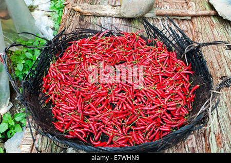Red hot chili peppers drying in the sun. Stock Photo