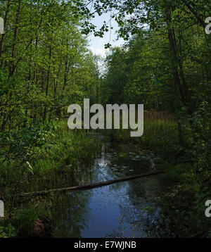 Forest river under trees and bushes. Stock Photo