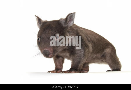 Common Wombat (Vombatus ursinus), joey Stock Photo