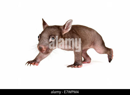 Common Wombat (Vombatus ursinus), joey Stock Photo