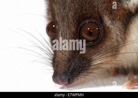 Common Ringtail Possum (Pseudocheirus peregrinus) Stock Photo