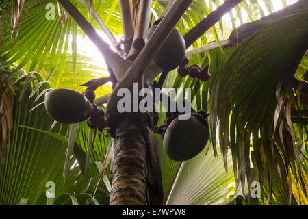Immature female fruits of the Maldive Coconut or Coco de Mer (Lodoicea maldivica), an endemic species of palm tree Stock Photo
