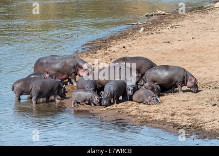 Hippos (Hippopotamus amphibius), Mara River, Maasai Mara National Reserve, Kenya Stock Photo