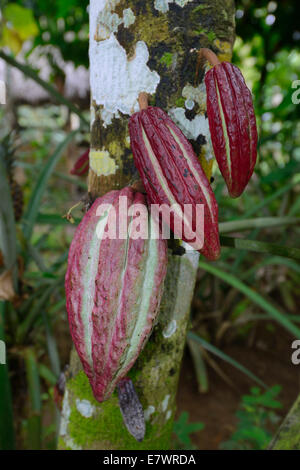 Red fruits on a Cocoa Tree (Theobroma cacao), Bali, Indonesia Stock Photo