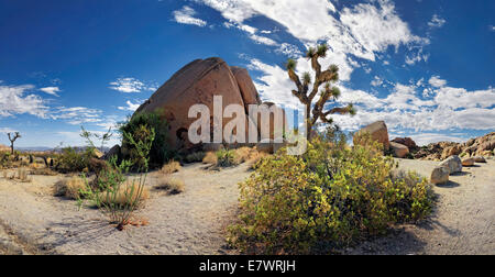 Huge granite rocks of Split Rocks and green Mojave Yucca or Spanish Dagger (Yucca schidigera), Joshua Tree National Park Stock Photo