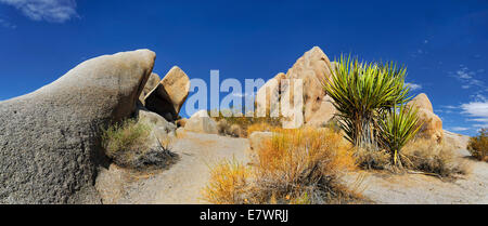 Huge granite rocks of Split Rocks and green Mojave Yucca or Spanish Dagger (Yucca schidigera), Joshua Tree National Park Stock Photo