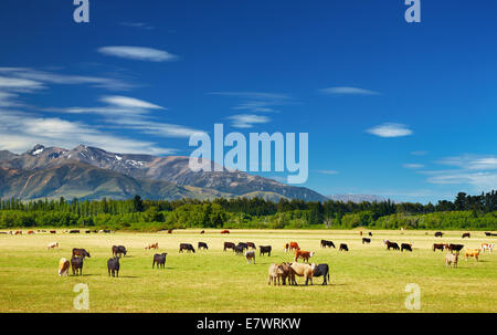 New Zealand landscape with farmland and grazing cows Stock Photo