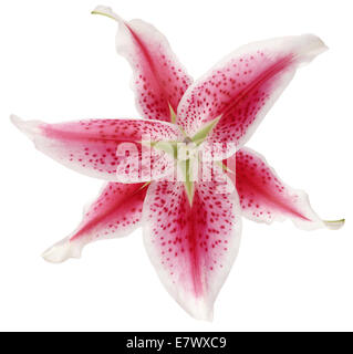 Pink Lily Stock Photo