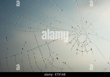 Early morning dew settles on a spider's web after a cold night in autumn, west Wales, UK. Stock Photo