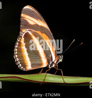 Banded Orange Heliconian (Dryadula phaetusa) on a blade of grass. A.k.a.. Banded Orange or Orange Tiger Butterfly Stock Photo
