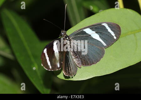 Sara Longwing or Sara Heliconian butterfly (Heliconius sara) dorsal view Stock Photo