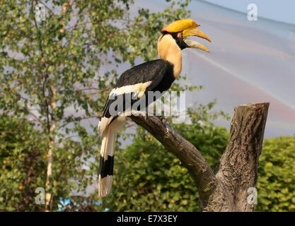 Great Indian hornbill (Buceros bicornis) a.k.a. great pied hornbill Stock Photo