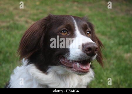 Border collie springer spaniel mix sales for sale