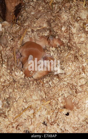 Group of Baby Rabbits snuggling in nest Stock Photo