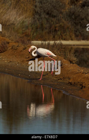 Greater Flamingo (Phoenicopterus roseus), adult