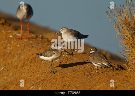 Curlew Sandpiper (Calidris ferruginea) and Ringed Plover, Stock Photo