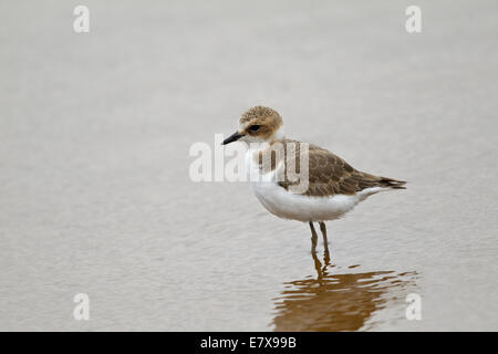 Kentish Plover (Charadrius alexandrinus), Stock Photo