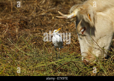 Cattle Egret (Bubulcus ibis) and head of cow Stock Photo