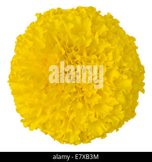 Close-up large Yellow Marigold flower on white background Stock Photo