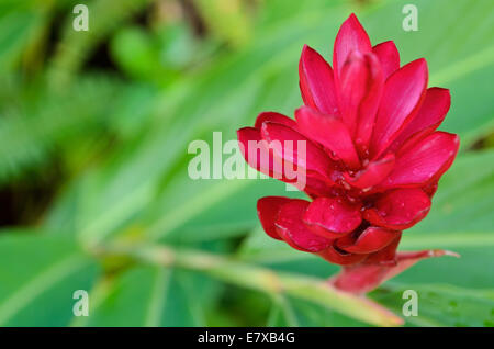 Red Ginger or Alpinia purpurata are Malaysian plants with showy flowers growing from brightly colored red bracts. Stock Photo